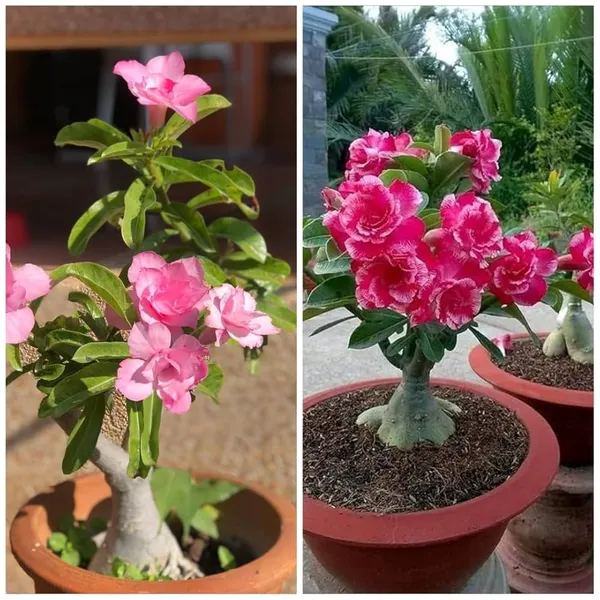 Adenium_Obesum_Desert_Rose_Grafted_Flowers_Plant_Pack_Of_2