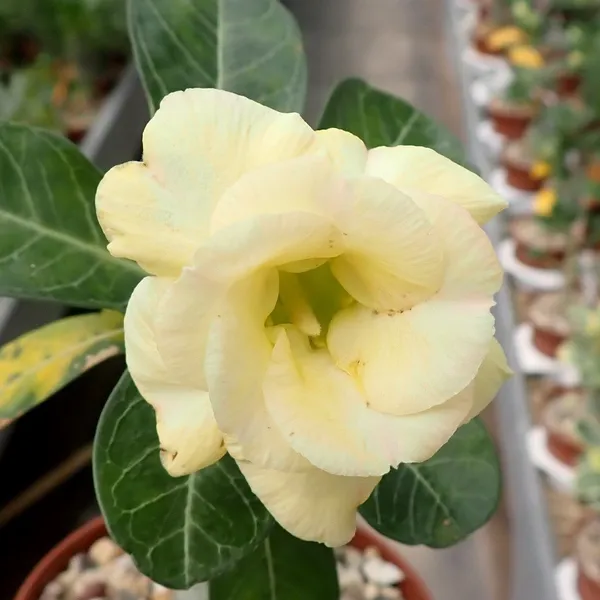 Adenium_Obesum_Desert_Rose_Grafted_Flowers_Plant_Pack_Of_5