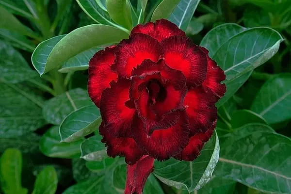 Adenium_Obesum_Desert_Rose_Grafted_Flowers_Plant_Pack_Of_4
