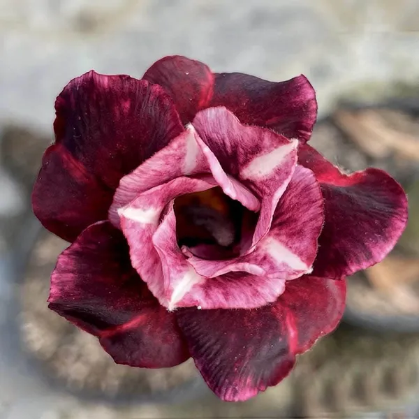 Adenium_Obesum_Desert_Rose_Grafted_Flowers_Plant_Pack_Of_4
