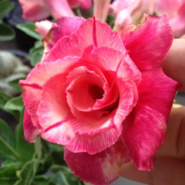 Adenium_Obesum_Desert_Rose_Grafted_Flowers_Plant_Pack_Of_4