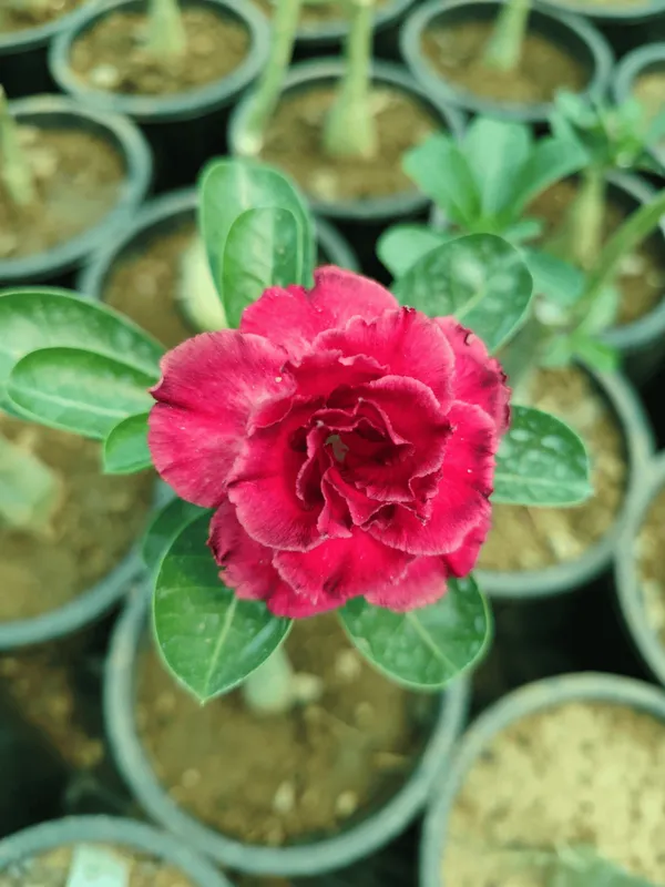 Adenium_Obesum_Desert_Rose_Grafted_Flowers_Plant_Pack_Of_4
