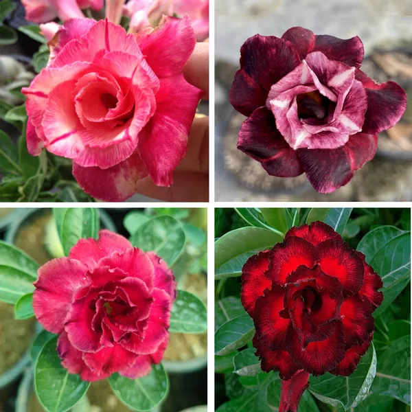 Adenium_Obesum_Desert_Rose_Grafted_Flowers_Plant_Pack_Of_4