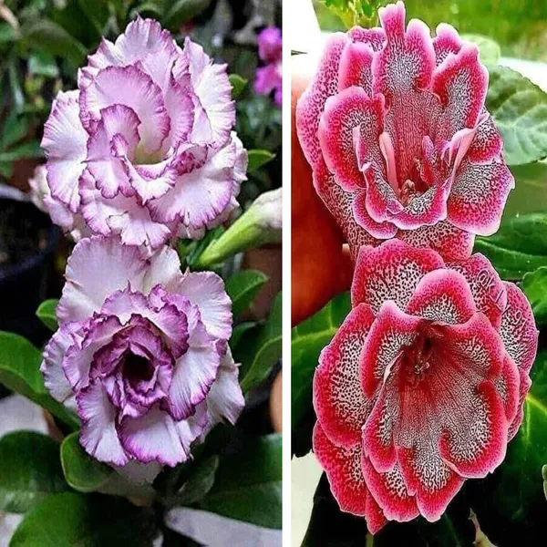 Adenium_Obesum_Desert_Rose_Grafted_Flowers_Plant_Pack_Of_2