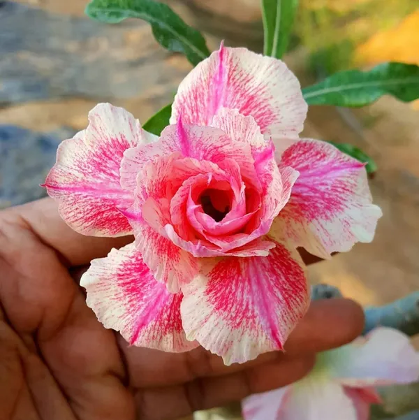 Adenium_Obesum_Desert_Rose_Grafted_Flowers_Plant_Pack_Of_4