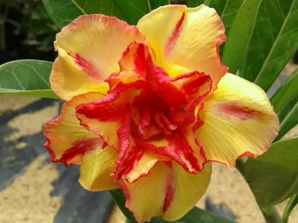 Adenium_Obesum_Desert_Rose_Grafted_Flowers_Plant_Pack_Of_4