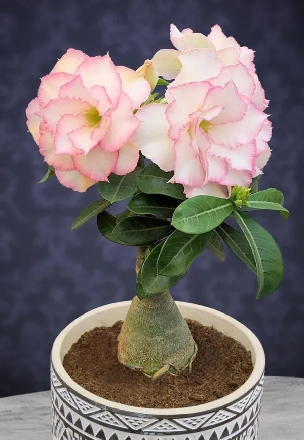 Adenium_Obesum_Desert_Rose_Grafted_Flowers_Plant_Pack_Of_2
