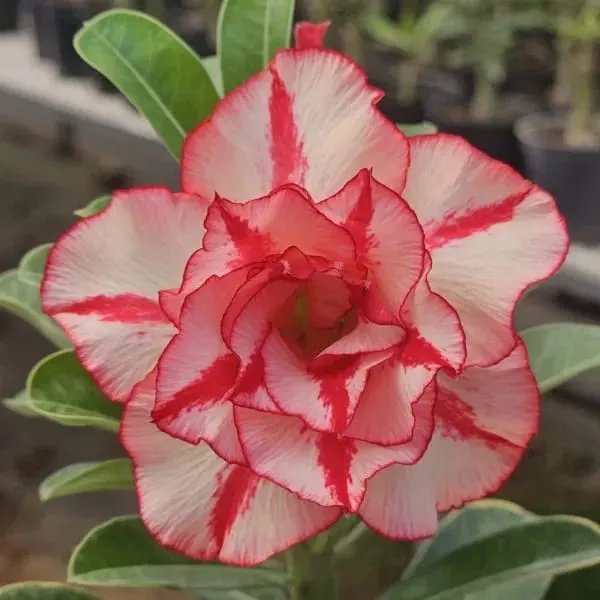 Adenium_Obesum_Desert_Rose_Grafted_Flowers_Plant_Pack_Of_4