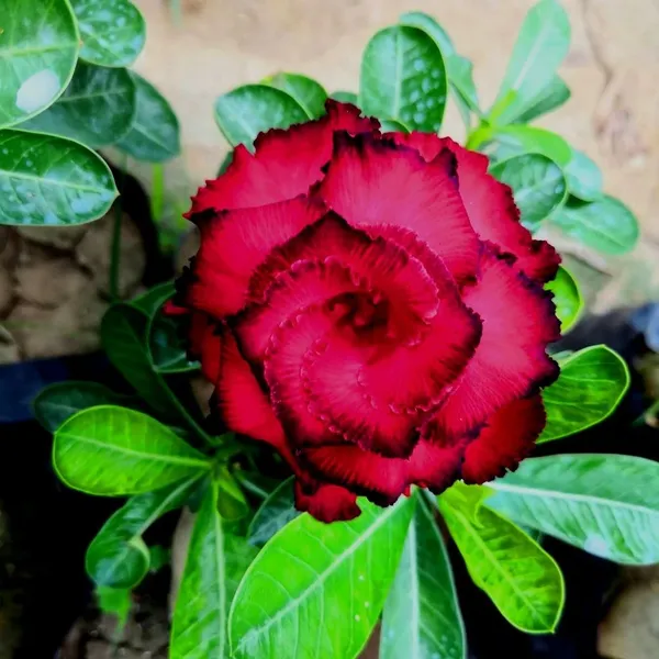 Adenium_Obesum_Desert_Rose_Grafted_Flowers_Plant_Pack_Of_4