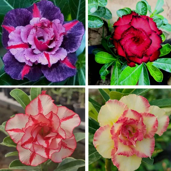 Adenium_Obesum_Desert_Rose_Grafted_Flowers_Plant_Pack_Of_4