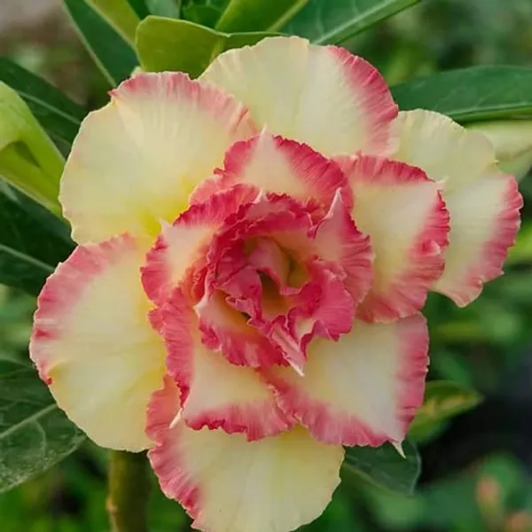 Adenium_Obesum_Desert_Rose_Grafted_Flowers_Plant_Pack_Of_4