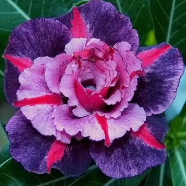 Adenium_Obesum_Desert_Rose_Grafted_Flowers_Plant_Pack_Of_4