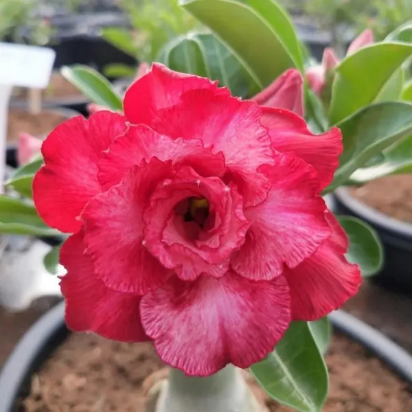 Adenium_Obesum_Desert_Rose_Grafted_Flowers_Plant_Pack_Of_5