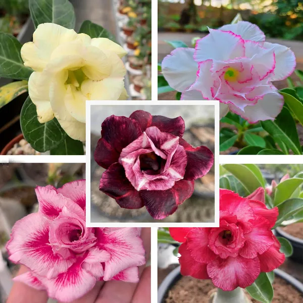 Adenium_Obesum_Desert_Rose_Grafted_Flowers_Plant_Pack_Of_5