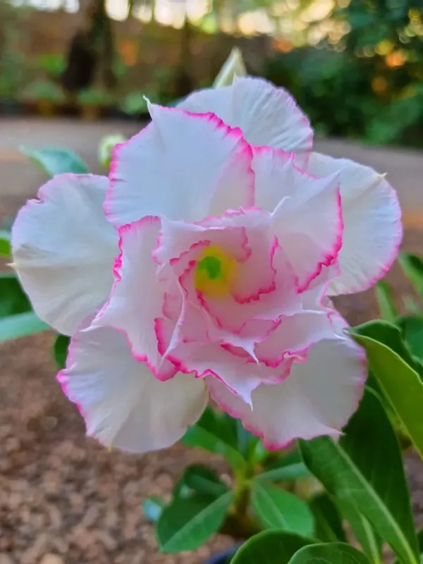 Adenium_Obesum_Desert_Rose_Grafted_Flowers_Plant_Pack_Of_5