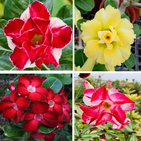 Adenium_Obesum_Desert_Rose_Grafted_Flowers_Plant_Pack_Of_4