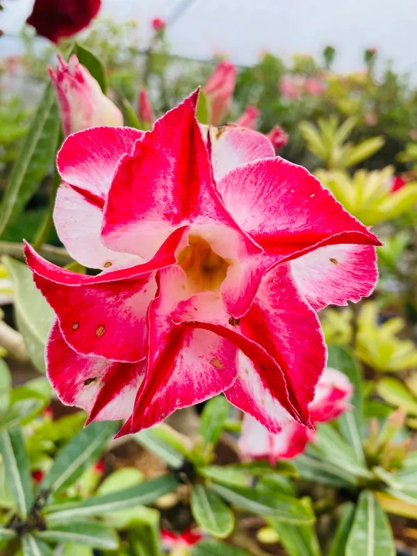 Adenium_Obesum_Desert_Rose_Grafted_Flowers_Plant_Pack_Of_4