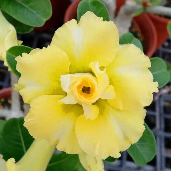 Adenium_Obesum_Desert_Rose_Grafted_Flowers_Plant_Pack_Of_4