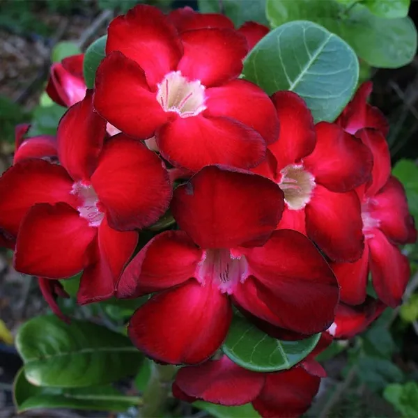 Adenium_Obesum_Desert_Rose_Grafted_Flowers_Plant_Pack_Of_4