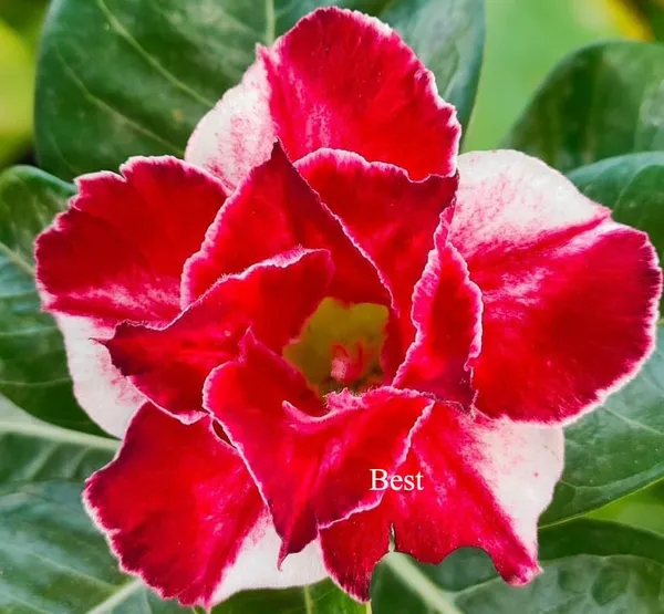 Adenium_Obesum_Desert_Rose_Grafted_Flowers_Plant_Pack_Of_4