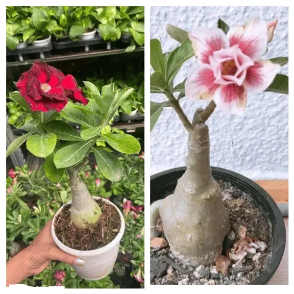 Adenium_Obesum_Desert_Rose_Grafted_Flowers_Plant_Pack_Of_2