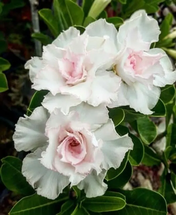 Adenium_Obesum_Desert_Rose_Grafted_Flowers_Plant_Pack_Of_2