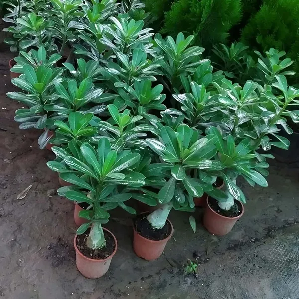 Adenium_Obesum_Desert_Rose_Grafted_Flowers_Plant_Pack_Of_2