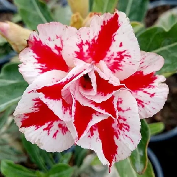 Adenium_Obesum_Desert_Rose_Grafted_Flowers_Plant_Pack_Of_2
