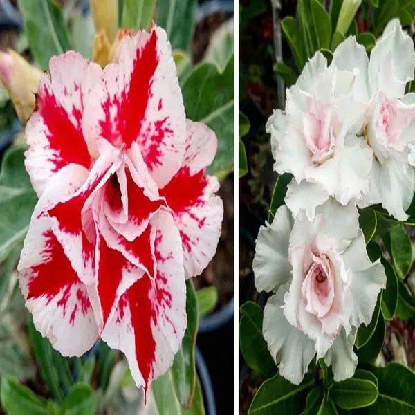Adenium_Obesum_Desert_Rose_Grafted_Flowers_Plant_Pack_Of_2