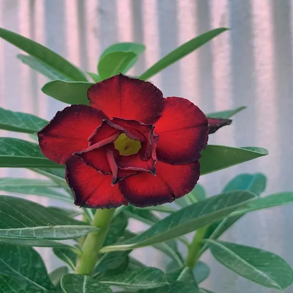 Hybrid_Rose_Variety_Adenium_Obesum_Desert_Rose_Grafted_Flowers_Plant_P33