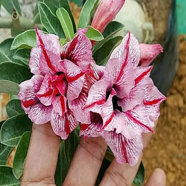 Rosy_Variety_Adenium_Obesum_Desert_Rose_Grafted_Flowers_Plant_P32