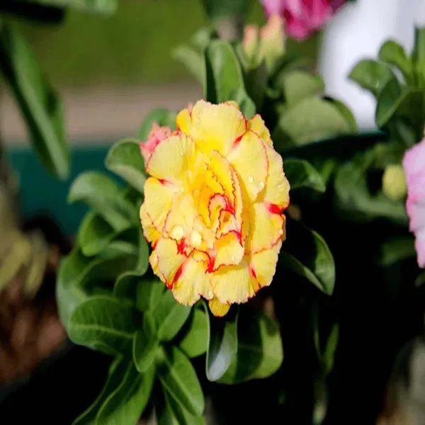 Rosy_Variety_Adenium_Obesum_Desert_Rose_Grafted_Flowers_Plant_P31