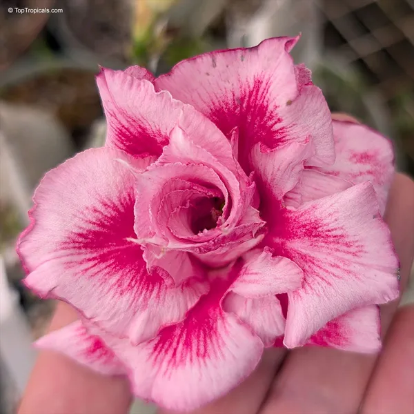 Rosy_Variety_Adenium_Obesum_Desert_Rose_Grafted_Flowers_Plant_P30