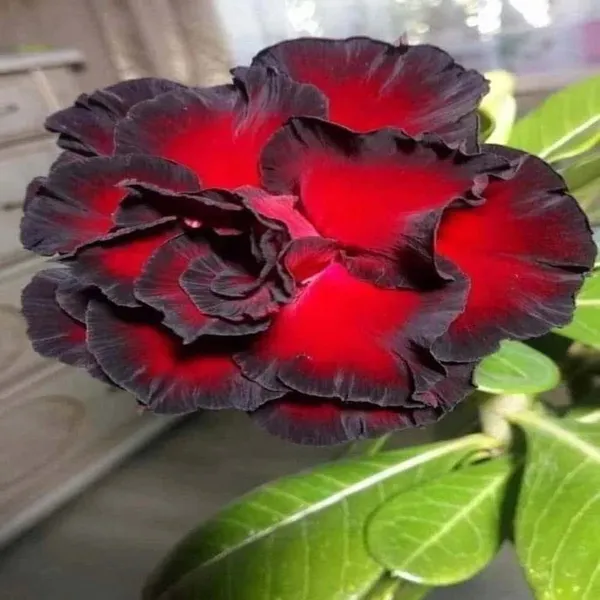 Hybrid_Rosy_Variety_Adenium_Obesum_Desert_Rose_Grafted_Flowers_Plant_P27