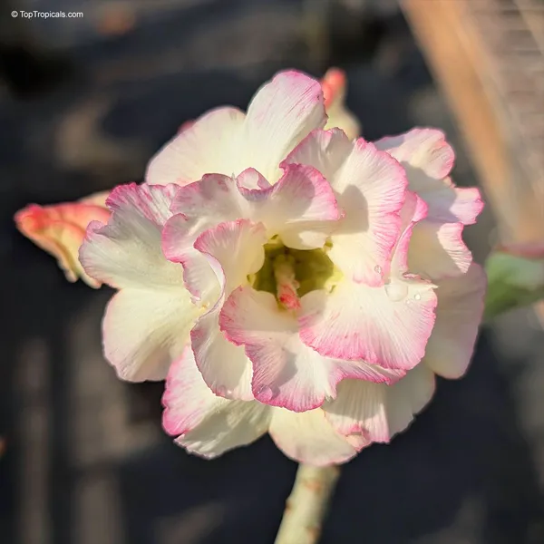 Rosy_Variety_Adenium_Obesum_Desert_Rose_Grafted_Flowers_Plant_P26