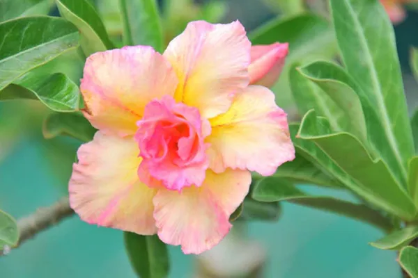 Rosy_Variety_Adenium_Obesum_Desert_Rose_Grafted_Flowers_Plant_P25