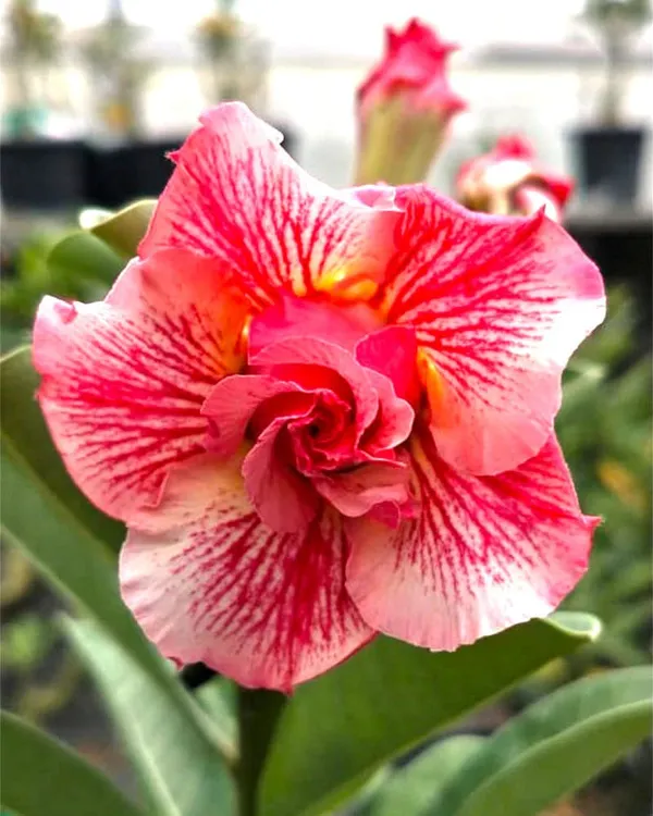 Rosy_Variety_Grafting_Adenium_Obesum_Desert_Rose_Grafted_Flowers_Plant_P24