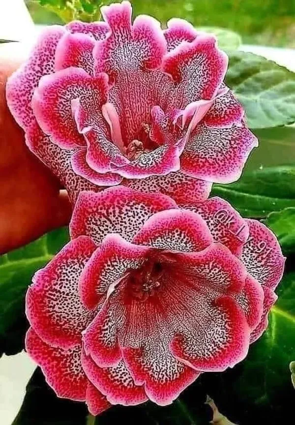 Rosy_Variety_Adenium_Obesum_Desert_Rose_Grafted_Flowers_Plant_P22