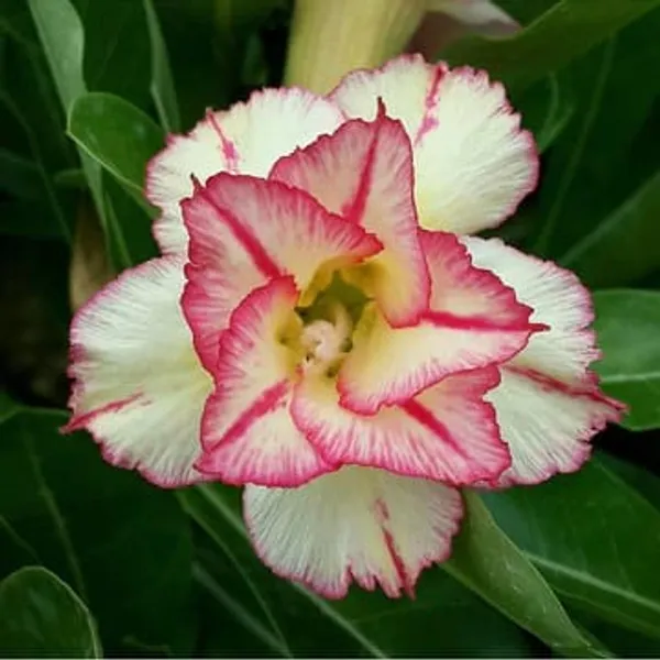 Rosy_Variety_Adenium_Obesum_Desert_Rose_Grafted_Flowers_Plant_P21