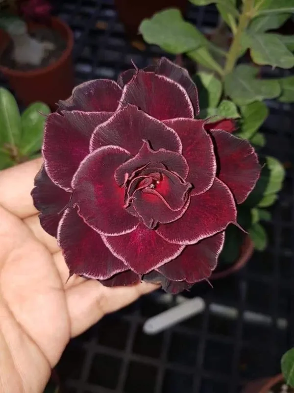 Rosy_Variety_Adenium_Obesum_Desert_Rose_Grafted_Flowers_Plant_P20