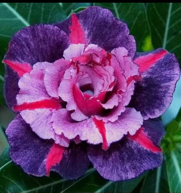 Hybrid_Rosy_Variety_Adenium_Obesum_Desert_Rose_Grafted_Flowers_Plant_P18