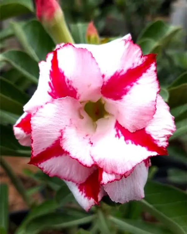 Rosy_Variety_Adenium_Obesum_Desert_Rose_Grafted_Flowers_Plant_P17