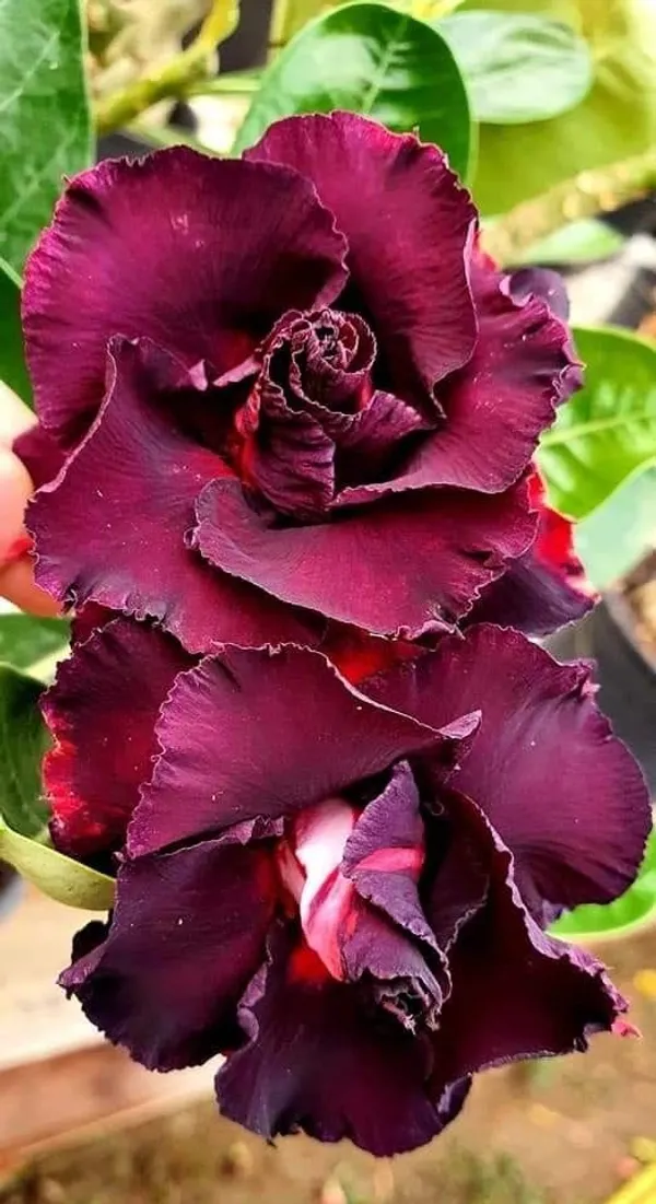 Rosy_Variety_Adenium_Obesum_Desert_Rose_Grafted_Flowers_Plant_P16