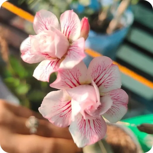 Hybrid_Rosy_Variety_Adenium_Obesum_Desert_Rose_Grafted_Flowers_Plant_P13