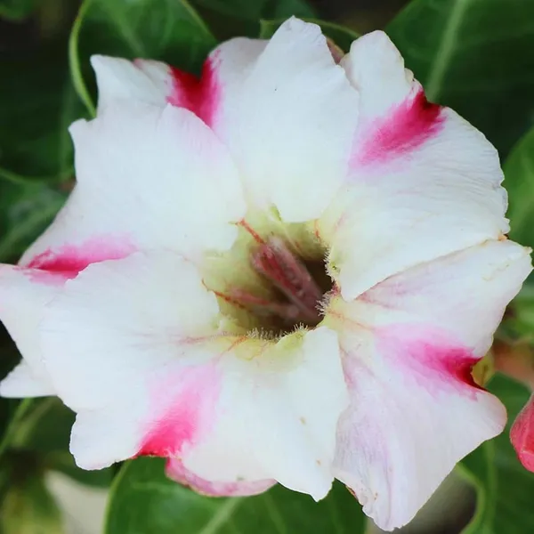 Rosy_Variety_Adenium_Obesum_Desert_Rose_Grafted_Flowers_Plant_P11