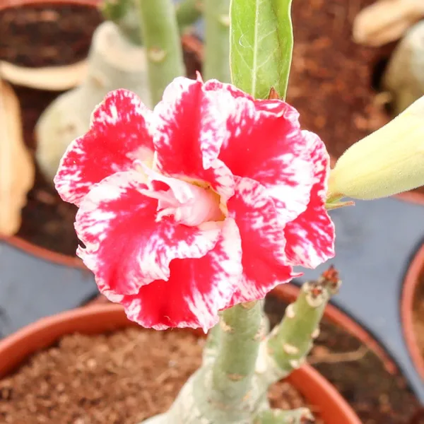 Hybrid_Rosy_Variety_Adenium_Obesum_Desert_Rose_Grafted_Flowers_Plant_P6