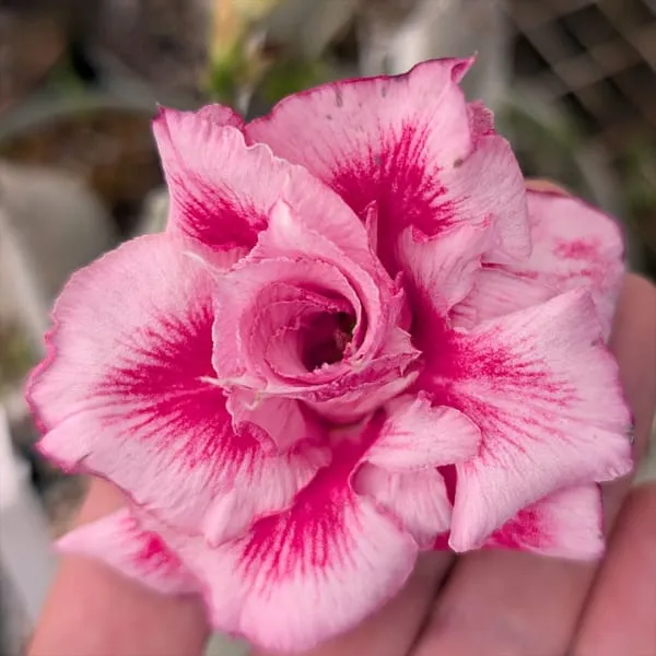 Rosy_Variety_Adenium_Obesum_Desert_Rose_Grafted_Flowers_Plant_P2