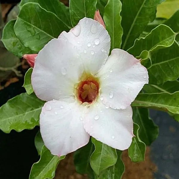 Rosy_Variety_Adenium_Obesum_Desert_Rose_Grafted_Flowers_Plant_P4
