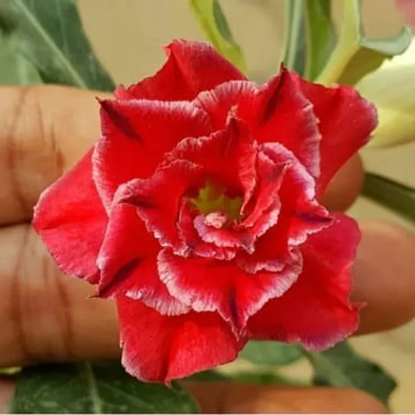 Hybrid_Rosy_Variety_Adenium_Obesum_Desert_Rose_Grafted_Flowers_Plant_P1