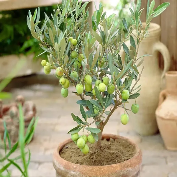 Oliv_Jaitun_Layering_Grafted_Fruit_Plant